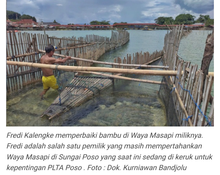 Masa Depan Sidat Danau Poso Semakin Terancam, Produktivitas Terus Menurun