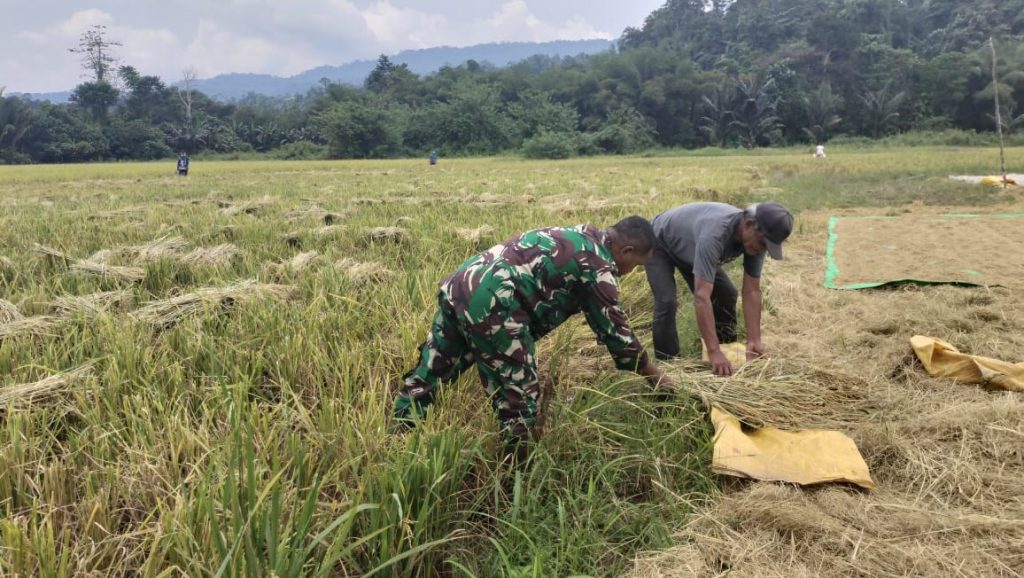 Babinsa Koramil 1311-05/Mori Atas Turun Langsung Bantu Petani Panen Padi di Morowali Utara