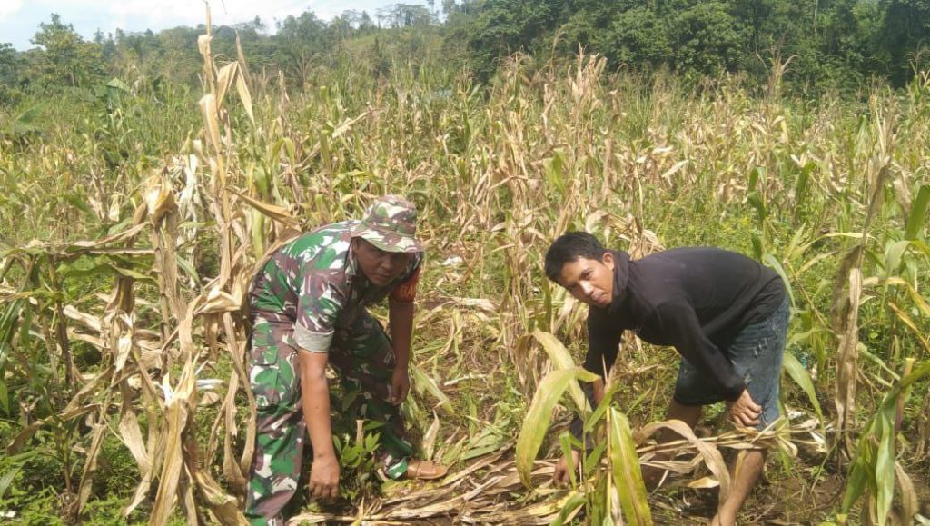 Babinsa Koramil 1311-03/Petasia Bantu Warga Panen Jagung